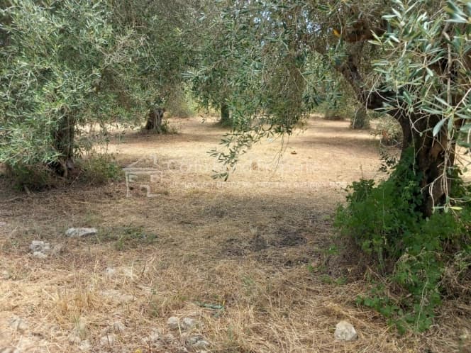 Οικόπεδο στην Παρέλι, Κέρκυρα — Φωτογραφία 30 από 30