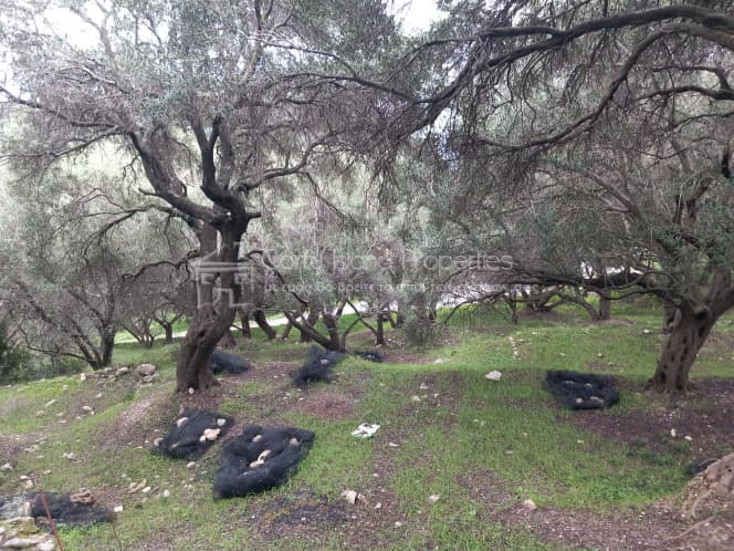 Οικόπεδο στην Αχίλλειο, Κέρκυρα — Φωτογραφία 11 από 18