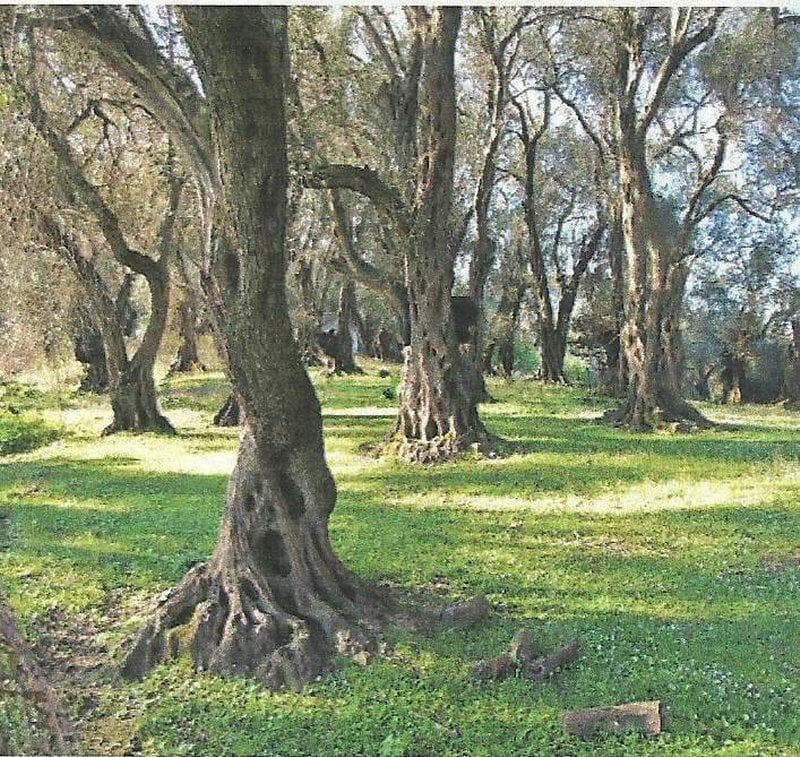 Οικόπεδο στην Μελιτειέοι, Κέρκυρα — Φωτογραφία 5 από 6