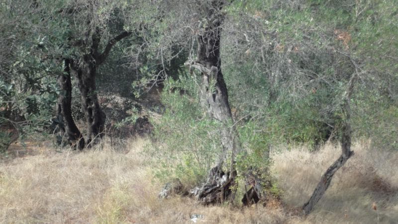 Οικόπεδο στην Αχίλλειο, Κέρκυρα — Φωτογραφία 3 από 7
