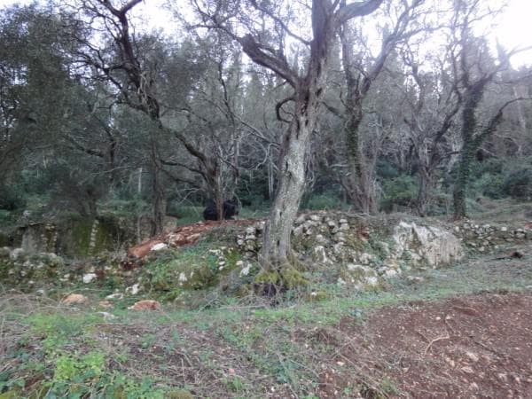 Building Plot in Pareli, Corfu — Photo 3 of 5