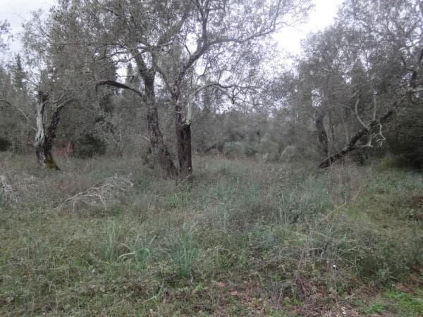 Building Plot in Faiakes, Corfu — Photo 4 of 4