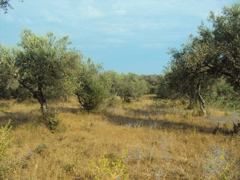 Οικόπεδο στην Βασιλάτικα, Κέρκυρα — Φωτογραφία 10 από 30