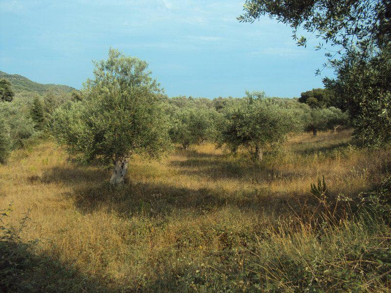 Οικόπεδο στην Βασιλάτικα, Κέρκυρα — Φωτογραφία 13 από 30