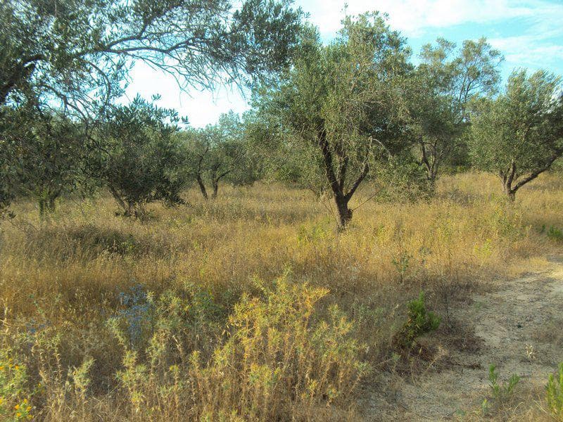 Οικόπεδο στην Βασιλάτικα, Κέρκυρα — Φωτογραφία 14 από 30