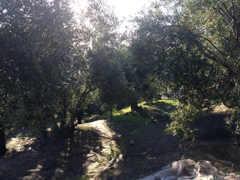 Οικόπεδο στην Αχίλλειο, Κέρκυρα — Φωτογραφία 21 από 26