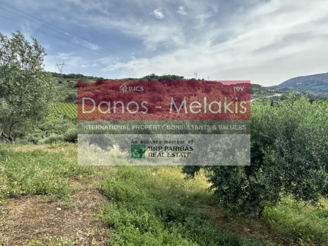 Parcel in Dafnes, Tetrachori — Photo 14 of 17