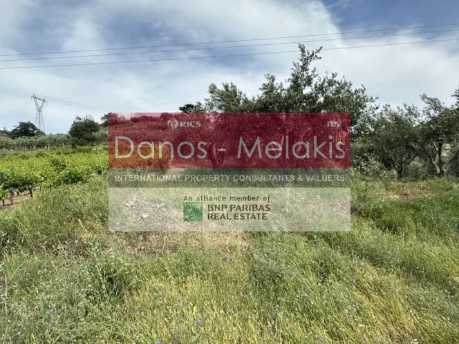 Parcel in Dafnes, Tetrachori — Photo 6 of 17