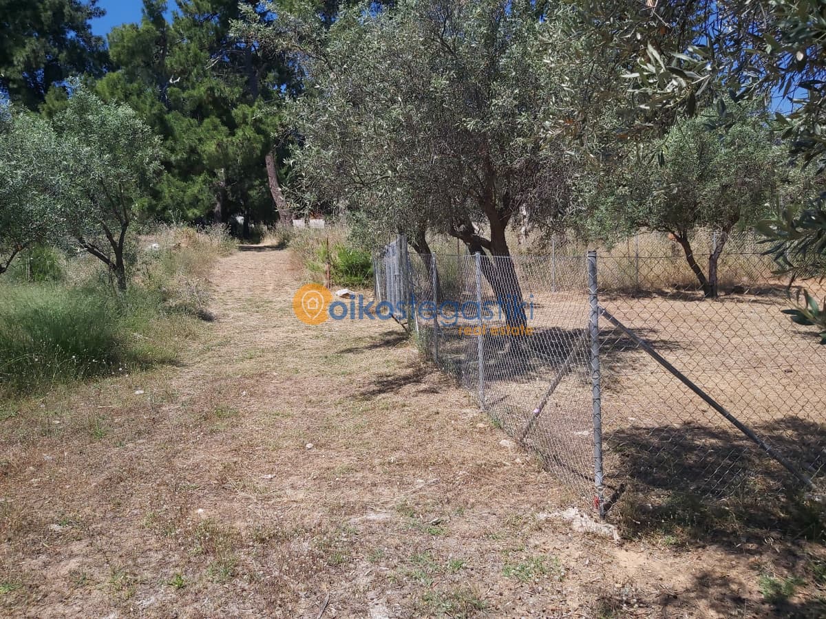 Οικόπεδο στην Φούρεσι, Γλυκά Νερά — Φωτογραφία 3 από 5
