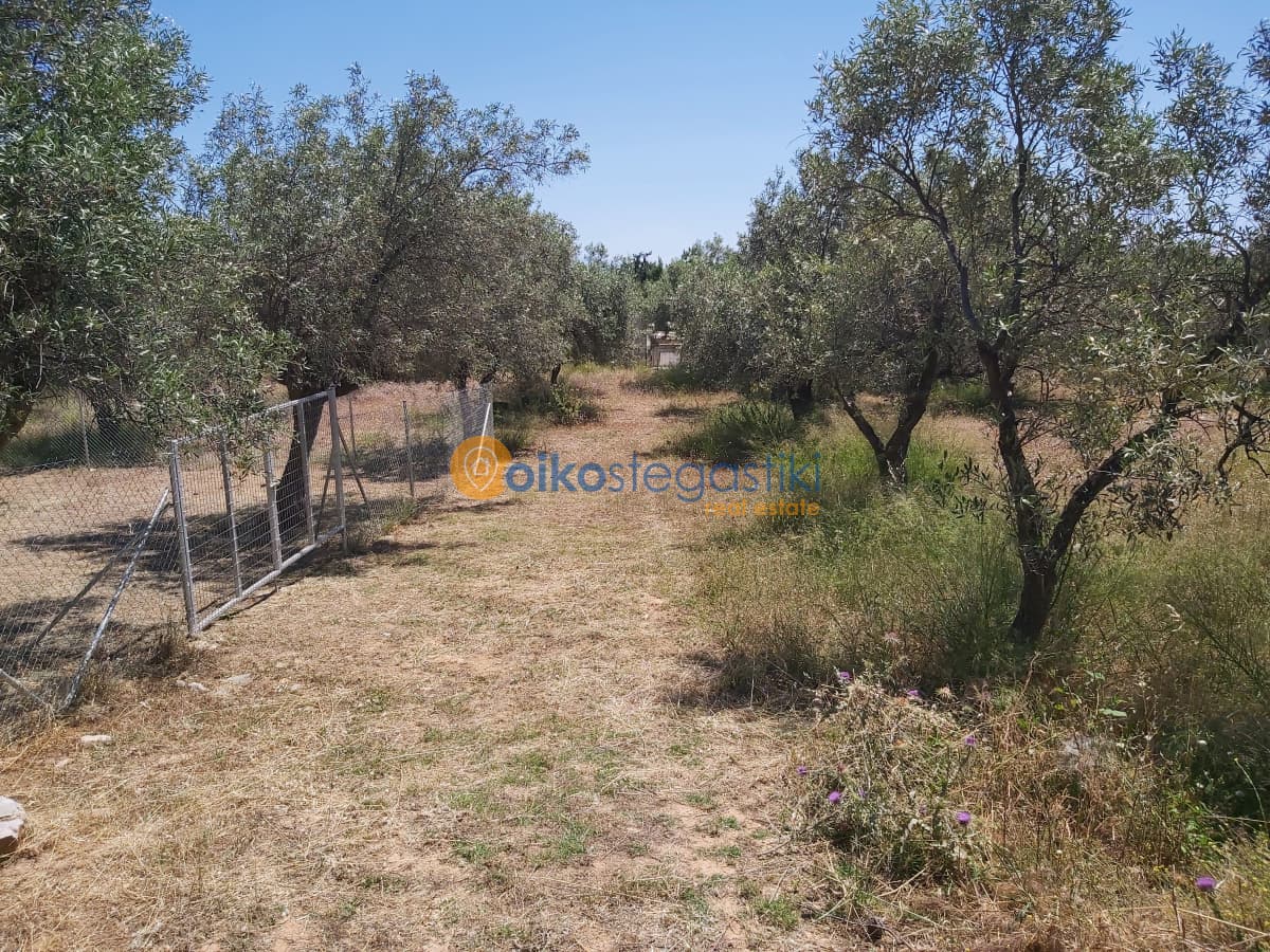 Οικόπεδο στην Φούρεσι, Γλυκά Νερά — Φωτογραφία 2 από 5