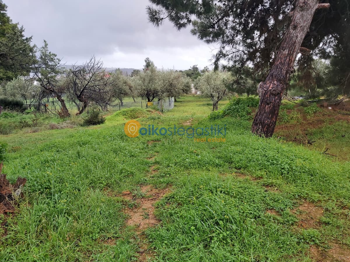 Οικόπεδο στην Φούρεσι, Γλυκά Νερά — Φωτογραφία 4 από 5