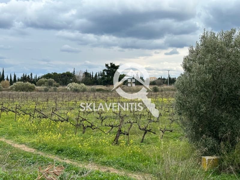 Αγροτεμάχιο στην Νεάπολη, Σπάτα — Φωτογραφία 2 από 2