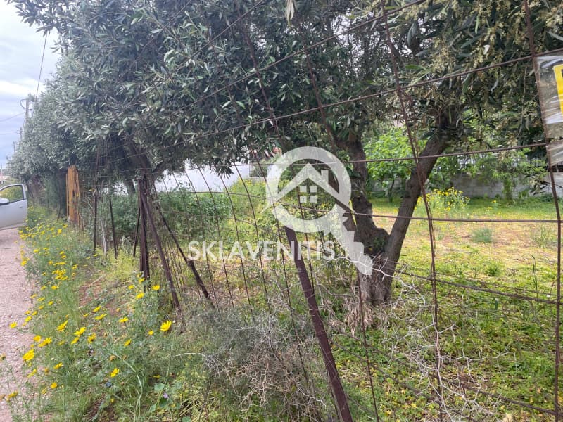 Οικόπεδο στην Βορινέζα, Αρτέμιδα (Λούτσα) — Φωτογραφία 3 από 5