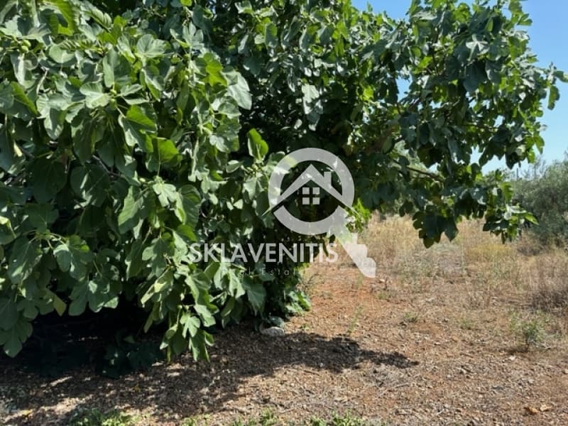 Οικόπεδο στην Βορινέζα, Αρτέμιδα (Λούτσα) — Φωτογραφία 3 από 6
